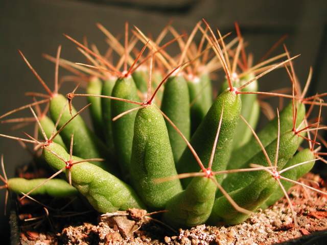 Mammillaria uberiformis (1).jpg